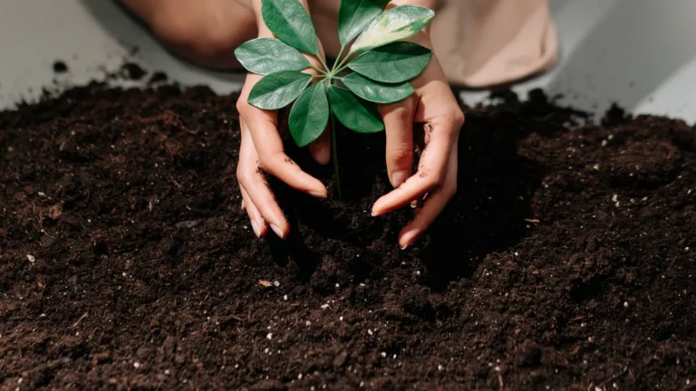 Gardener's hands planting a young plant into fresh garden soil