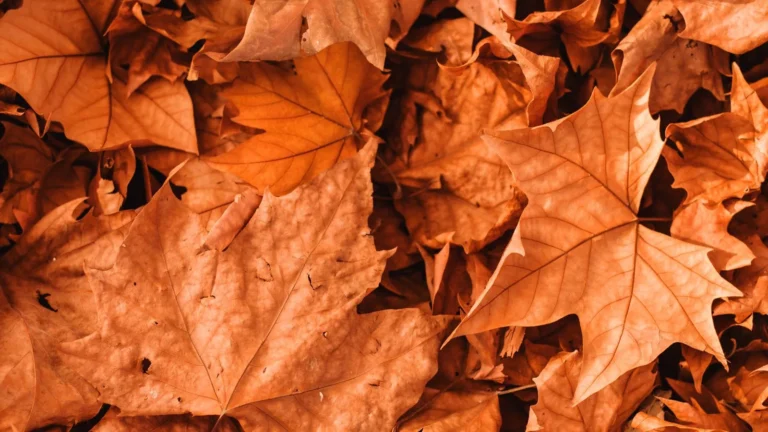 Colorful fallen autumn leaves covering the ground