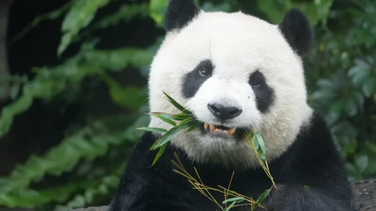 A giant panda sitting among greenery and eating bamboo